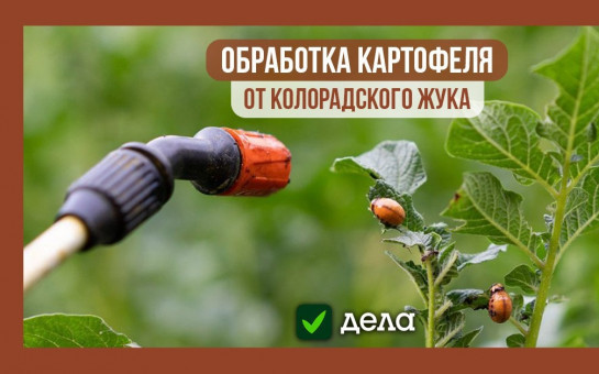 Управление Ветеринарии Кыштовского района предлагает услуги по обработке картофеля от колорадского жука, обработка участков от комаров и.т.д.
